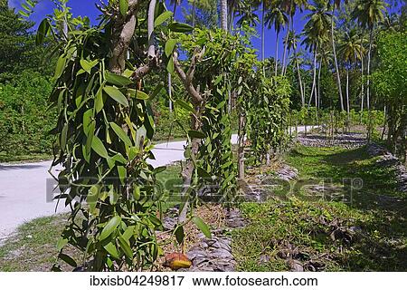 Stock Photo - Gewurzvanille oder Echte Vanille (Vanilla planifolia) auf Plantage, Insel La Digue, Seychellen, Afrika. Fotosearch
