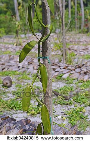 Stock Photography - Gewurzvanille oder Echte Vanille (Vanilla planifolia) auf Plantage, Insel La Digue, Seychellen, Afrika. Fotosearch