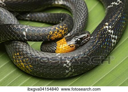 Giftige Mondnatter (Oxyrhopus melanogenys), auch Clelia petola oder Coluber petola, Familie der Nattern (Colubridae), Amazonas Regenwald, Yasuni Nationalpark, Ecuador, Sudamerika View Large Photo Image Stock Image - Giftige Mondnatter (Oxyrhopus melanogenys), auch Clelia petola oder Coluber petola, Familie der Nattern (Colubridae), Amazonas Regenwald, Yasuni Nationalpark, Ecuador, Sudamerika. Fotosearch