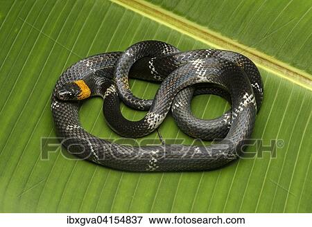 Giftige Mondnatter (Oxyrhopus melanogenys), auch Clelia petola oder Coluber petola, Familie der Nattern (Colubridae), Amazonas Regenwald, Yasuni Nationalpark, Ecuador, Sudamerika View Large Photo Image Stock Photo - Giftige Mondnatter (Oxyrhopus melanogenys), auch Clelia petola oder Coluber petola, Familie der Nattern (Colubridae), Amazonas Regenwald, Yasuni Nationalpark, Ecuador, Sudamerika. Fotosearch