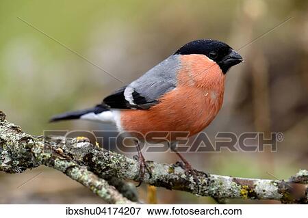 Gimpel, auch Dompfaff oder Blutfink (Pyrrhula pyrrhula), Mannchen auf Ast sitzend, Provinz Hedmark, Norwegen, Europa View Large Photo Image Stock Photo - Gimpel, auch Dompfaff oder Blutfink (Pyrrhula pyrrhula), Mannchen auf Ast sitzend, Provinz Hedmark, Norwegen, Europa. Fotosearch