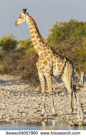 Giraffe (Giraffa camelopardalis) am Wasserloch, Etosha-Nationalpark, Namibia, Afrika View Large Photo Image Stock Image - Giraffe (Giraffa camelopardalis) am Wasserloch, Etosha-Nationalpark, Namibia, Afrika. Fotosearch