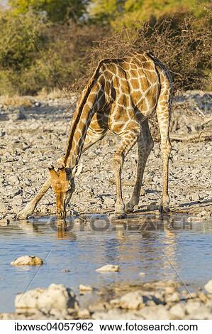 Giraffe (Giraffa camelopardalis), beim Trinken am Wasserloch, Halali, Etosha Nationalpark, Namibia, Afrika View Large Photo Image Stock Image - Giraffe (Giraffa camelopardalis), beim Trinken am Wasserloch, Halali, Etosha Nationalpark, Namibia, Afrika. Fotosearch