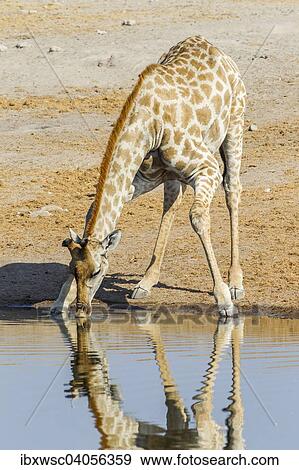 Giraffe (Giraffa camelopardalis), beim Trinken am Wasserloch, Etosha-Nationalpark, Namibia, Afrika View Large Photo Image Stock Photo - Giraffe (Giraffa camelopardalis), beim Trinken am Wasserloch, Etosha-Nationalpark, Namibia, Afrika. Fotosearch