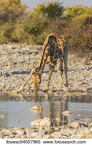 Stock Photography - Giraffe (Giraffa camelopardalis), beim Trinken am Wasserloch, Etosha-Nationalpark, Namibia, Afrika. Fotosearch