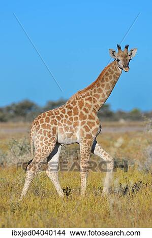 Picture - Giraffe (Giraffa camelopardalis), Jungtier, unterwegs in der Savanne, Etosha-Nationalpark, Namibia, Afrika. Fotosearch