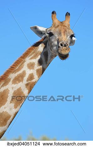 Giraffe (Giraffa camelopardalis), Etosha-Nationalpark, Namibia, Afrika View Large Photo Image Picture - Giraffe (Giraffa camelopardalis), Etosha-Nationalpark, Namibia, Afrika. Fotosearch