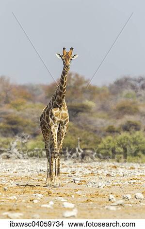 Giraffe (Giraffa camelopardalis), Etosha-Nationalpark, Namibia, Afrika View Large Photo Image Picture - Giraffe (Giraffa camelopardalis), Etosha-Nationalpark, Namibia, Afrika. Fotosearch