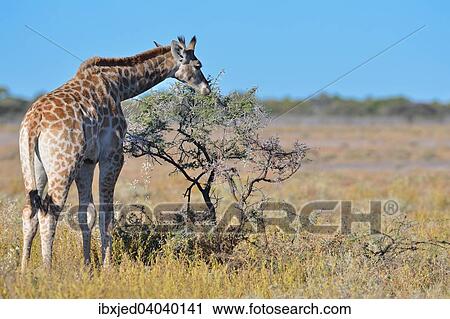 Giraffe (Giraffa camelopardalis), Jungtier, beim Fressen von Blattern und Dornen, Etosha-Nationalpark, Namibia, Afrika View Large Photo Image Stock Image - Giraffe (Giraffa camelopardalis), Jungtier, beim Fressen von Blattern und Dornen, Etosha-Nationalpark, Namibia, Afrika. Fotosearch