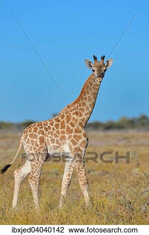 Giraffe (Giraffa camelopardalis), Jungtier, unterwegs in der Savanne, Etosha-Nationalpark, Namibia, Afrika View Large Photo Image Stock Image - Giraffe (Giraffa camelopardalis), Jungtier, unterwegs in der Savanne, Etosha-Nationalpark, Namibia, Afrika. Fotosearch
