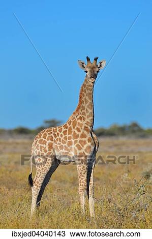 Giraffe (Giraffa camelopardalis), Jungtier, in der Savanne, Etosha-Nationalpark, Namibia, Afrika View Large Photo Image Stock Image - Giraffe (Giraffa camelopardalis), Jungtier, in der Savanne, Etosha-Nationalpark, Namibia, Afrika. Fotosearch