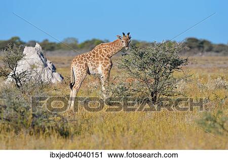 Giraffe (Giraffa camelopardalis), Jungtier, beim Fressen von Blattern und Dornen, Etosha-Nationalpark, Namibia, Afrika View Large Photo Image Stock Image - Giraffe (Giraffa camelopardalis), Jungtier, beim Fressen von Blattern und Dornen, Etosha-Nationalpark, Namibia, Afrika. Fotosearch