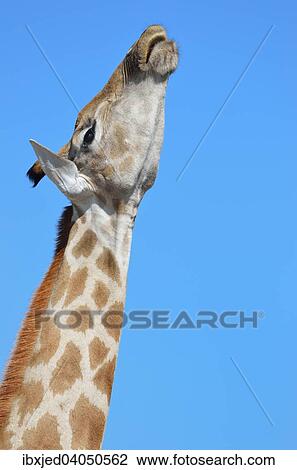 Giraffe (Giraffa camelopardalis), Etosha-Nationalpark, Namibia, Afrika View Large Photo Image Stock Image - Giraffe (Giraffa camelopardalis), Etosha-Nationalpark, Namibia, Afrika. Fotosearch