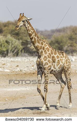 Giraffe (Giraffa camelopardalis), Etosha-Nationalpark, Namibia, Afrika View Large Photo Image Stock Image - Giraffe (Giraffa camelopardalis), Etosha-Nationalpark, Namibia, Afrika. Fotosearch