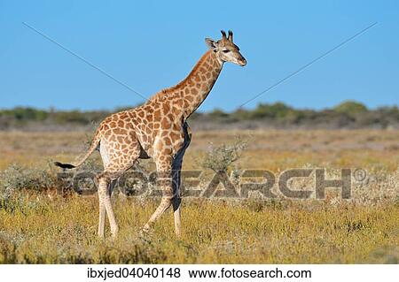 Stock Photo - Giraffe (Giraffa camelopardalis), Jungtier, unterwegs in der Savanne, Etosha-Nationalpark, Namibia, Afrika. Fotosearch