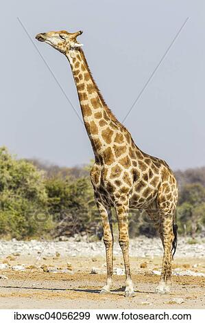 Stock Photo - Giraffe (Giraffa camelopardalis), Etosha-Nationalpark, Namibia, Afrika. Fotosearch