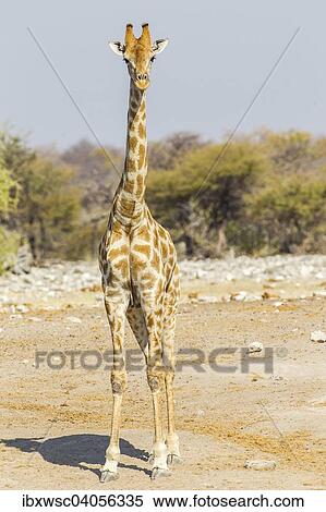 Giraffe (Giraffa camelopardalis), Etosha-Nationalpark, Namibia, Afrika View Large Photo Image Stock Photography - Giraffe (Giraffa camelopardalis), Etosha-Nationalpark, Namibia, Afrika. Fotosearch