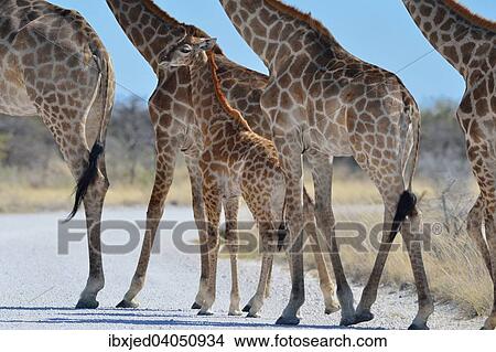 Giraffen (Giraffa camelopardalis), adulte Weibchen und Jungtier, beim Uberschreiten einer Schotterstrasse, Etosha-Nationalpark, Namibia, Afrika View Large Photo Image Picture - Giraffen (Giraffa camelopardalis), adulte Weibchen und Jungtier, beim Uberschreiten einer Schotterstrasse, Etosha-Nationalpark, Namibia, Afrika. Fotosearch
