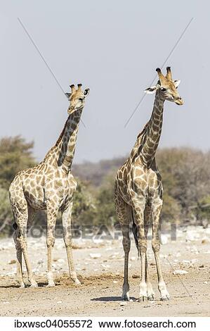 Giraffen (Giraffa camelopardalis), Etosha-Nationalpark, Namibia, Afrika View Large Photo Image Stock Image - Giraffen (Giraffa camelopardalis), Etosha-Nationalpark, Namibia, Afrika. Fotosearch