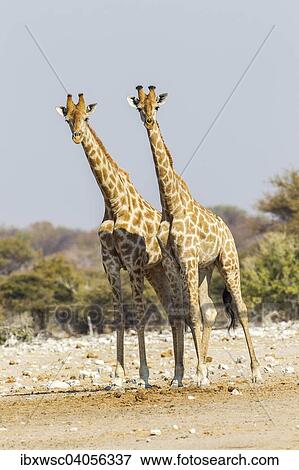 Giraffen (Giraffa camelopardalis), Etosha-Nationalpark, Namibia, Afrika View Large Photo Image Stock Photo - Giraffen (Giraffa camelopardalis), Etosha-Nationalpark, Namibia, Afrika. Fotosearch