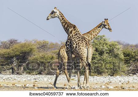 Giraffen (Giraffa camelopardalis), Etosha-Nationalpark, Namibia, Afrika View Large Photo Image Stock Photo - Giraffen (Giraffa camelopardalis), Etosha-Nationalpark, Namibia, Afrika. Fotosearch