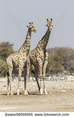 Giraffen (Giraffa camelopardalis), Etosha-Nationalpark, Namibia, Afrika View Large Photo Image Stock Photography - Giraffen (Giraffa camelopardalis), Etosha-Nationalpark, Namibia, Afrika. Fotosearch