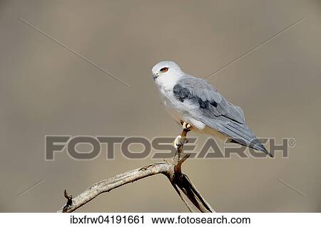 Gleitaar (Elanus caeruleus), sitzt auf einer Warte, Samburu Nationalreservat, Kenia, Afrika View Large Photo Image Stock Image - Gleitaar (Elanus caeruleus), sitzt auf einer Warte, Samburu Nationalreservat, Kenia, Afrika. Fotosearch