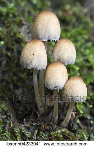 Glimmertintling (Corpinellus micaceus), Emsland, Niedersachsen, Deutschland, Europa View Large Photo Image Stock Image - Glimmertintling (Corpinellus micaceus), Emsland, Niedersachsen, Deutschland, Europa. Fotosearch