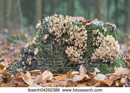 Glimmertintling (Corpinellus micaceus) auf bemoostem Baumstamm, Emsland, Niedersachsen, Deutschland, Europa View Large Photo Image Stock Photograph - Glimmertintling (Corpinellus micaceus) auf bemoostem Baumstamm, Emsland, Niedersachsen, Deutschland, Europa. Fotosearch