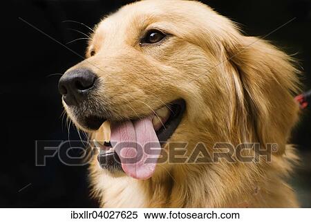 Golden Retriever, mit herausgestreckter Zunge View Large Photo Image Stock Photography - Golden Retriever, mit herausgestreckter Zunge. Fotosearch