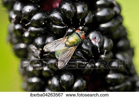 Stock Photo - Goldfliege (Lucilia sericata) sitzt auf den Fruchten einer Asiatischen Kermesbeere (Phytolacca acinosa), Nordrhein-Westfalen, Deutschland, Europa. Fotosearch