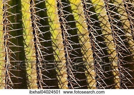 Stock Image - Goldkugelkaktus (Echinocactus grusonii), Stacheln, Detail, Gran Canaria, Kanarische Inseln, Spanien, Europa. Fotosearch