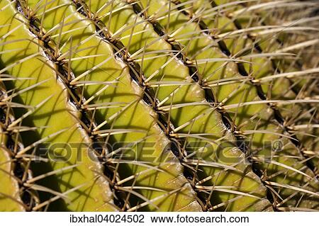 Goldkugelkaktus (Echinocactus grusonii), Stacheln, Detail, Gran Canaria, Kanarische Inseln, Spanien, Europa View Large Photo Image Stock Image - Goldkugelkaktus (Echinocactus grusonii), Stacheln, Detail, Gran Canaria, Kanarische Inseln, Spanien, Europa. Fotosearch