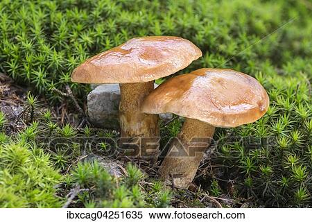 Goldrohrling (Suillus grevillei), Speisepilz, Bad Homburg vor der Hohe, Hessen, Deutschland, Europa View Large Photo Image Stock Photography - Goldrohrling (Suillus grevillei), Speisepilz, Bad Homburg vor der Hohe, Hessen, Deutschland, Europa. Fotosearch