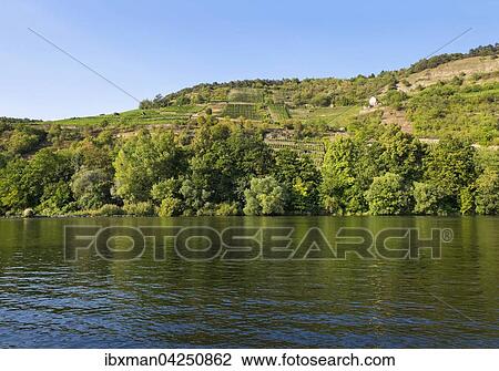 Grainberg und Kalbenstein mit Weinbergen am Main, Karlstadt, Unterfranken, Franken, Bayern, Deutschland, Europa View Large Photo Image Stock Image - Grainberg und Kalbenstein mit Weinbergen am Main, Karlstadt, Unterfranken, Franken, Bayern, Deutschland, Europa. Fotosearch