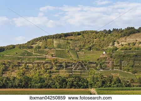 Stock Photo - Grainberg und Kalbenstein mit Weinbergen, Karlstadt, Unterfranken, Franken, Bayern, Deutschland, Europa. Fotosearch