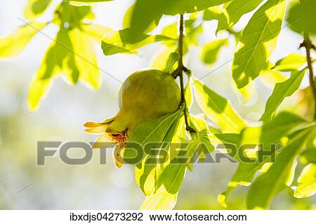 Granatapfel (Punica granatum), am Baum, Marokko, Afrika View Large Photo Image Stock Image - Granatapfel (Punica granatum), am Baum, Marokko, Afrika. Fotosearch