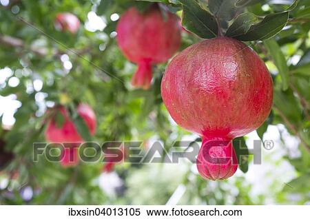 Granatapfel (Punica granatum), Fruchte wachsen am Baum, Bulgarien, Europa View Large Photo Image Stock Photography - Granatapfel (Punica granatum), Fruchte wachsen am Baum, Bulgarien, Europa. Fotosearch