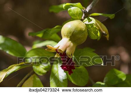 Granatapfel (Punica granatum), Marokko, Afrika View Large Photo Image Picture - Granatapfel (Punica granatum), Marokko, Afrika. Fotosearch