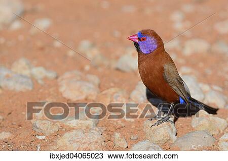 Granatastrild (Uraeginthus granatina), Mannchen, auf einem Stein, Kgalagadi-Transfrontier-Nationalpark, Provinz Nordkap, Sudafrika View Large Photo Image Stock Image - Granatastrild (Uraeginthus granatina), Mannchen, auf einem Stein, Kgalagadi-Transfrontier-Nationalpark, Provinz Nordkap, Sudafrika. Fotosearch