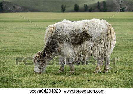 Grasendes hellbraunes Yak (Bos mutus) mit langhaarigem Fell, Orchon-Tal, Khangai Nuruu Nationalpark, Oevoerkhangai Aimag, Mongolei, Asien View Large Photo Image Stock Image - Grasendes hellbraunes Yak (Bos mutus) mit langhaarigem Fell, Orchon-Tal, Khangai Nuruu Nationalpark, Oevoerkhangai Aimag, Mongolei, Asien. Fotosearch