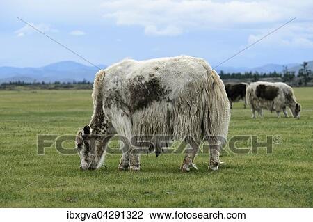 Grasendes hellbraunes Yak (Bos mutus) mit langhaarigem Fell, Orchon-Tal, Khangai Nuruu Nationalpark, Oevoerkhangai Aimag, Mongolei, Asien View Large Photo Image Stock Image - Grasendes hellbraunes Yak (Bos mutus) mit langhaarigem Fell, Orchon-Tal, Khangai Nuruu Nationalpark, Oevoerkhangai Aimag, Mongolei, Asien. Fotosearch