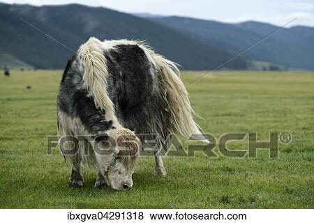 Grasendes schwarz-weisses Yak (Bos mutus), Orchon-Tal, Khangai Nuruu Nationalpark, Oevoerkhangai Aimag, Mongolei, Asien View Large Photo Image Stock Photo - Grasendes schwarz-weisses Yak (Bos mutus), Orchon-Tal, Khangai Nuruu Nationalpark, Oevoerkhangai Aimag, Mongolei, Asien. Fotosearch
