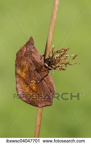Grasglucke oder Trinkerin (Euthrix potatoria), Vulkaneifel, Rheinland-Pfalz, Deutschland, Europa View Large Photo Image Stock Image - Grasglucke oder Trinkerin (Euthrix potatoria), Vulkaneifel, Rheinland-Pfalz, Deutschland, Europa. Fotosearch