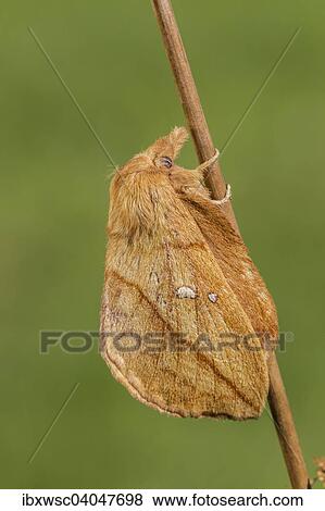 Grasglucke oder Trinkerin (Euthrix potatoria), Vulkaneifel, Rheinland-Pfalz, Deutschland, Europa View Large Photo Image Stock Photo - Grasglucke oder Trinkerin (Euthrix potatoria), Vulkaneifel, Rheinland-Pfalz, Deutschland, Europa. Fotosearch