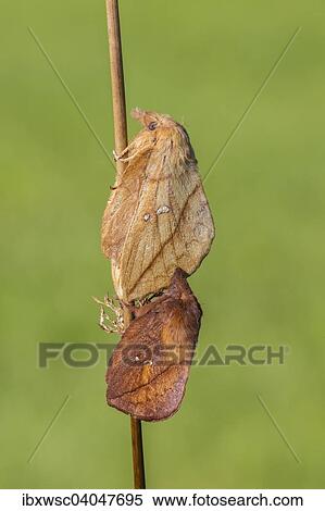 Grasglucke oder Trinkerin (Euthrix potatoria), Vulkaneifel, Rheinland-Pfalz, Deutschland, Europa View Large Photo Image Stock Photography - Grasglucke oder Trinkerin (Euthrix potatoria), Vulkaneifel, Rheinland-Pfalz, Deutschland, Europa. Fotosearch