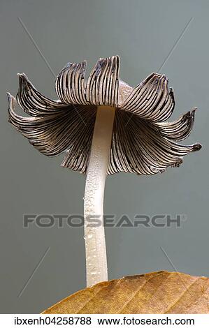Graublattriger Tintling (Coprinus impatiens), Emsland, Niedersachsen, Deutschland, Europa View Large Photo Image Stock Photo - Graublattriger Tintling (Coprinus impatiens), Emsland, Niedersachsen, Deutschland, Europa. Fotosearch