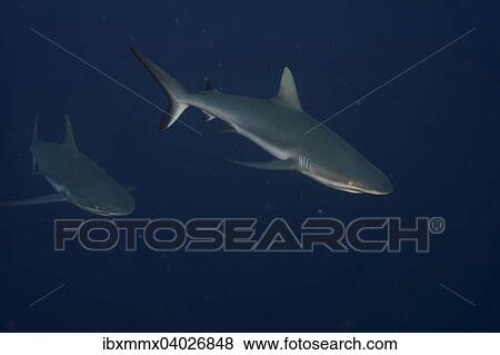 Graue Riffhaie (Carcharhinus amblyrhynchos), Palau, Mikronesien, Ozeanien View Large Photo Image Stock Photo - Graue Riffhaie (Carcharhinus amblyrhynchos), Palau, Mikronesien, Ozeanien. Fotosearch