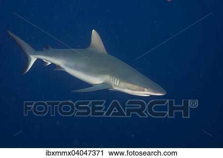 Grauer Riffhai (Carcharhinus amblyrhynchos), Pazifik, Palau, Ozeanien View Large Photo Image Stock Image - Grauer Riffhai (Carcharhinus amblyrhynchos), Pazifik, Palau, Ozeanien. Fotosearch