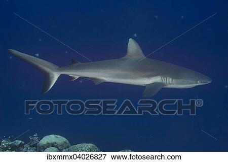 Grauer Riffhai (Carcharhinus amblyrhynchos), Palau, Mikronesien, Ozeanien View Large Photo Image Stock Photo - Grauer Riffhai (Carcharhinus amblyrhynchos), Palau, Mikronesien, Ozeanien. Fotosearch